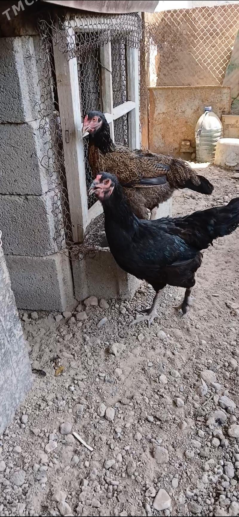 taskent - Aşgabat - img 3