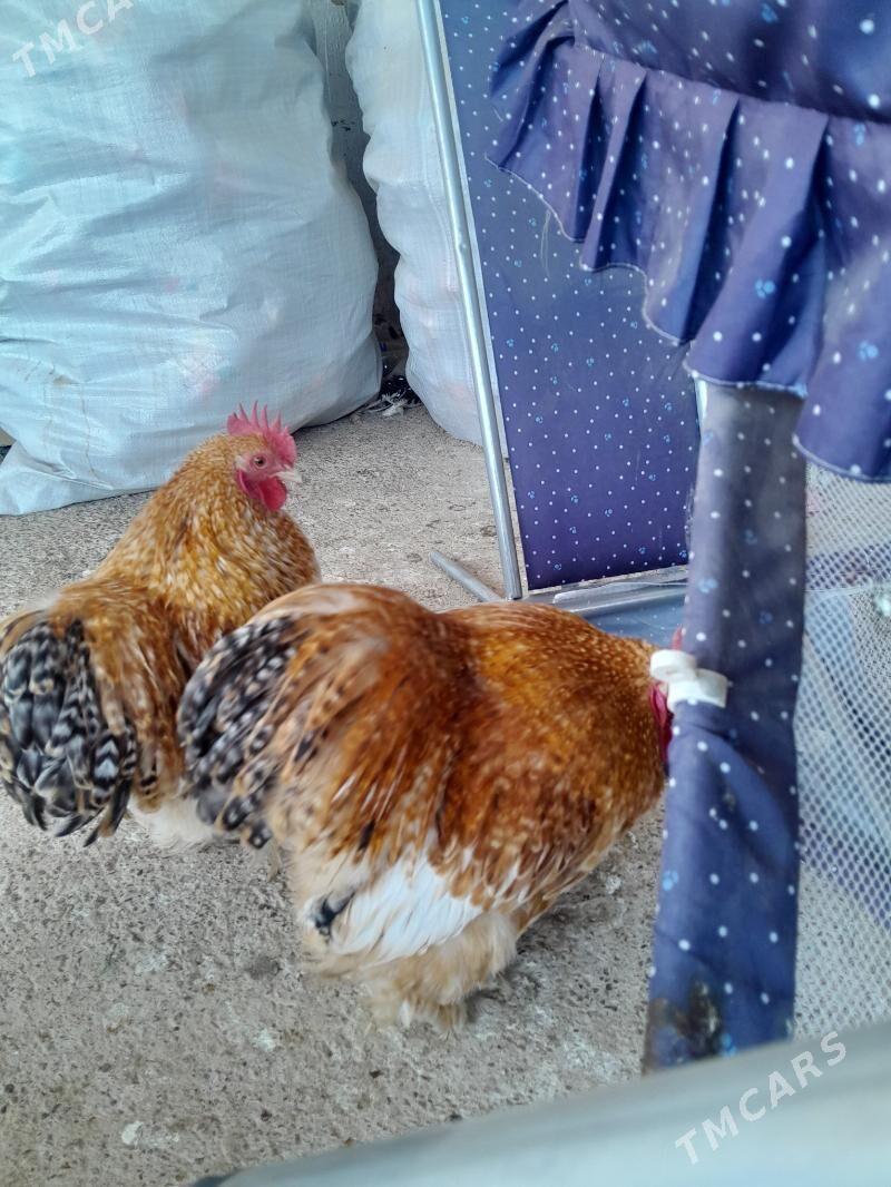 Кокика - Ýolöten - img 3