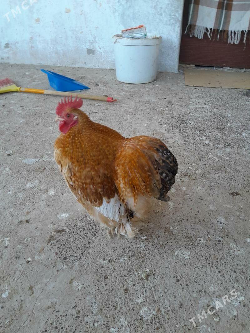 Кокика - Ýolöten - img 2