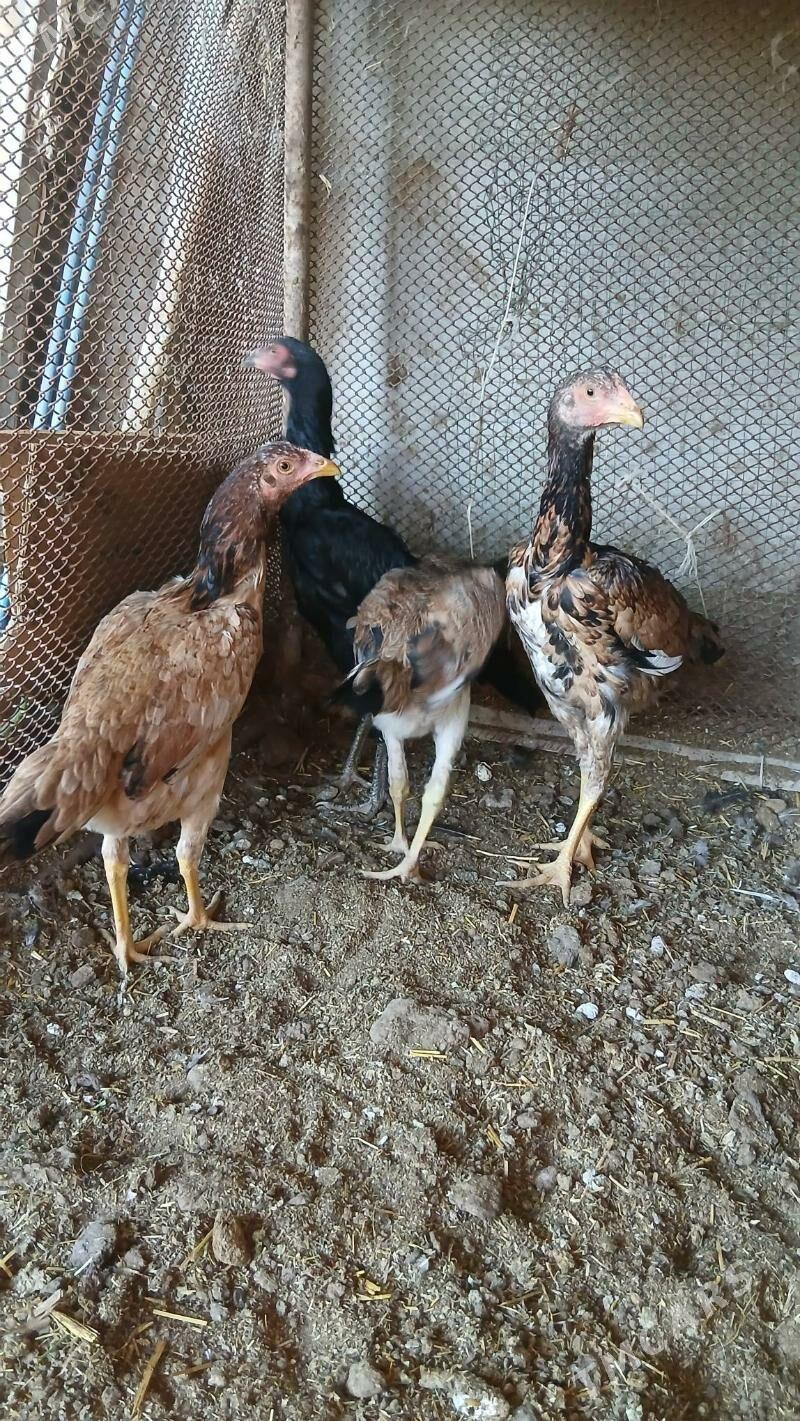 маки жужелер - Чарджоу - img 3