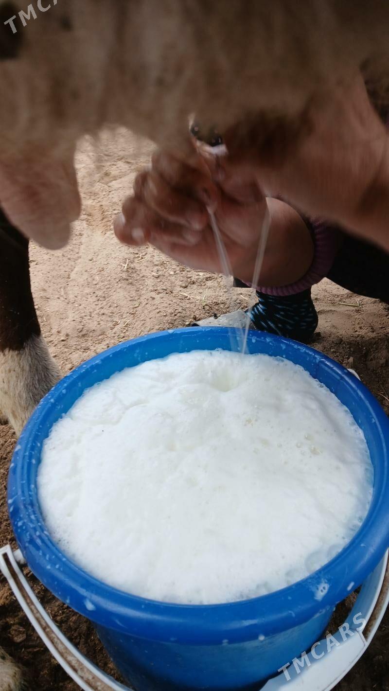 Göleli sygyr - Гёкдепе - img 5