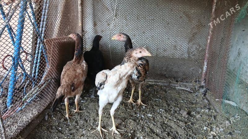 маки жужелер - Чарджоу - img 5