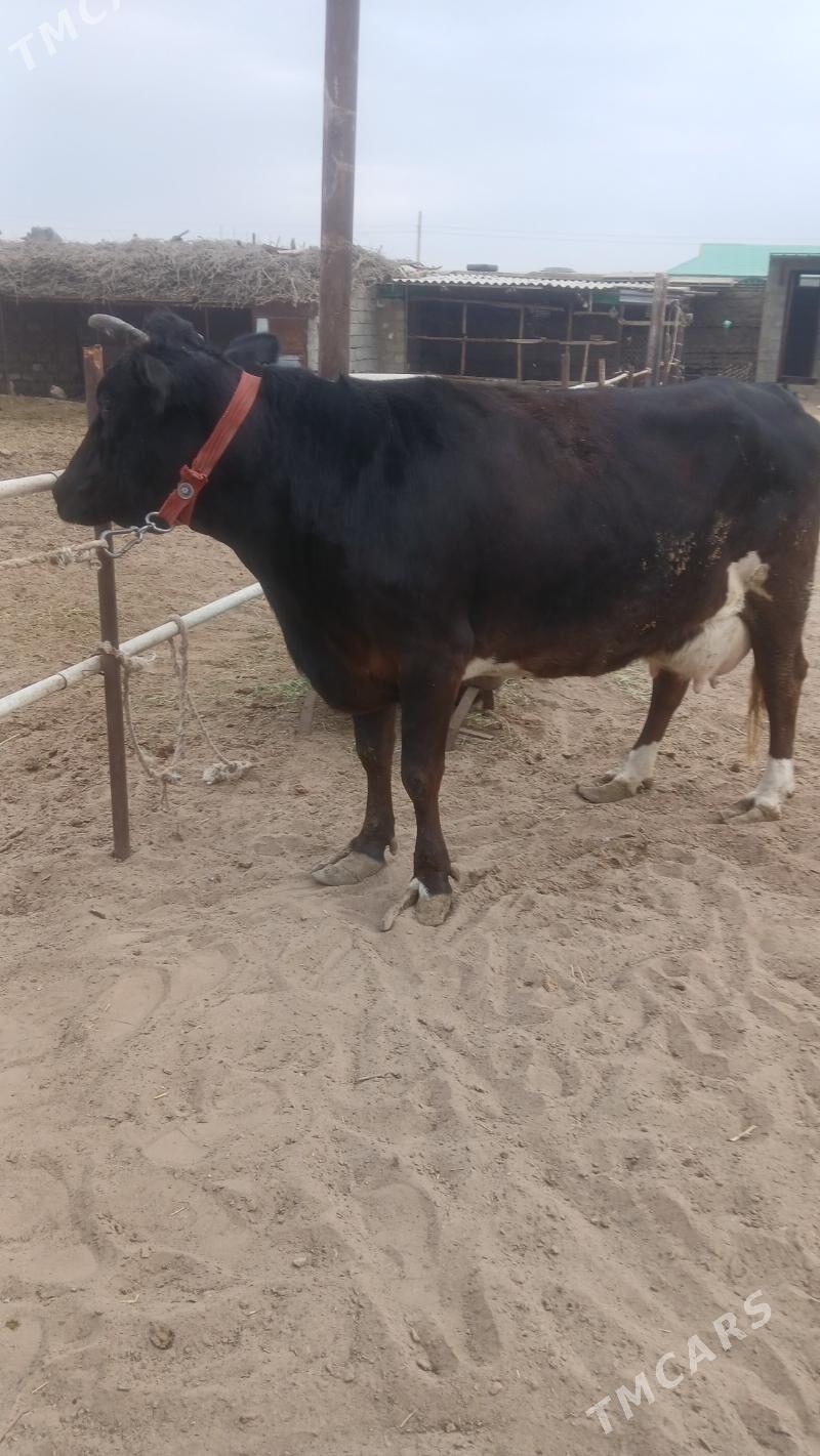 Göleli sygyr - Гёкдепе - img 2