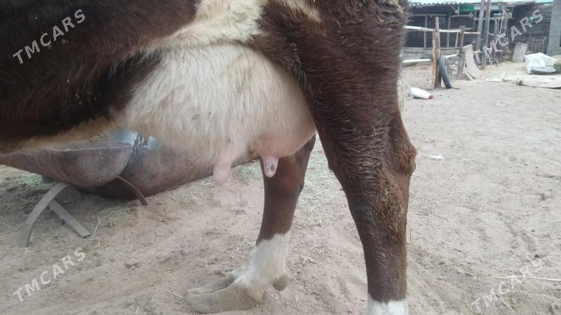 Göleli sygyr - Гёкдепе - img 6