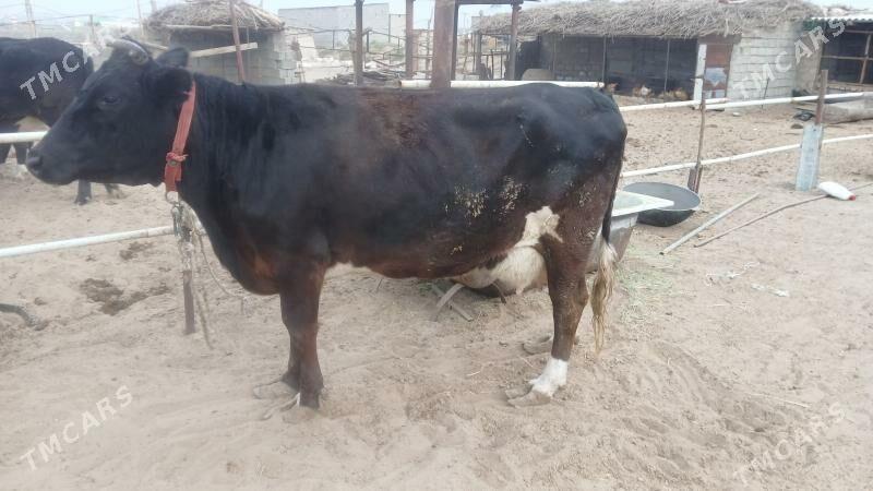 Göleli sygyr - Гёкдепе - img 1