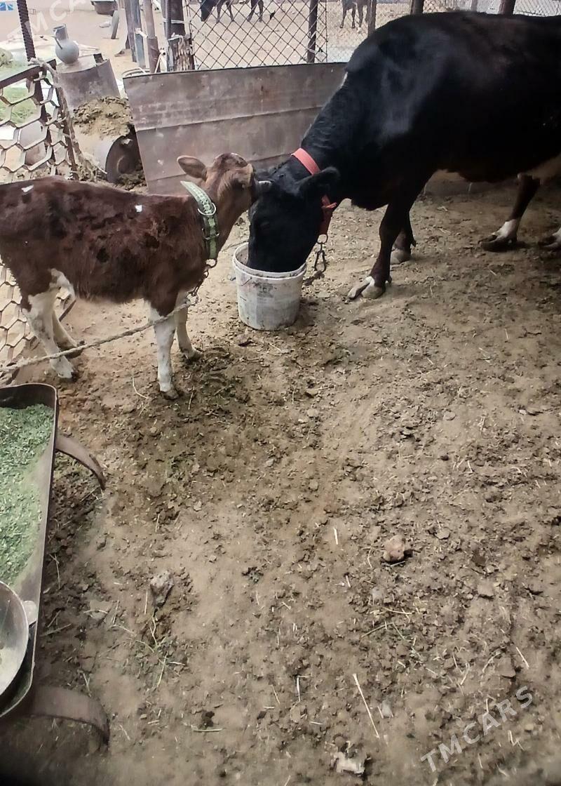 Göleli sygyr - Гёкдепе - img 8