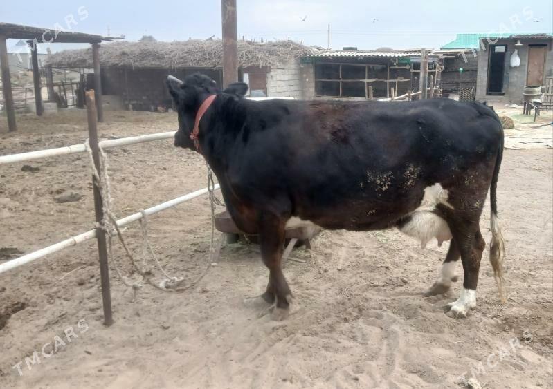 Göleli sygyr - Гёкдепе - img 4