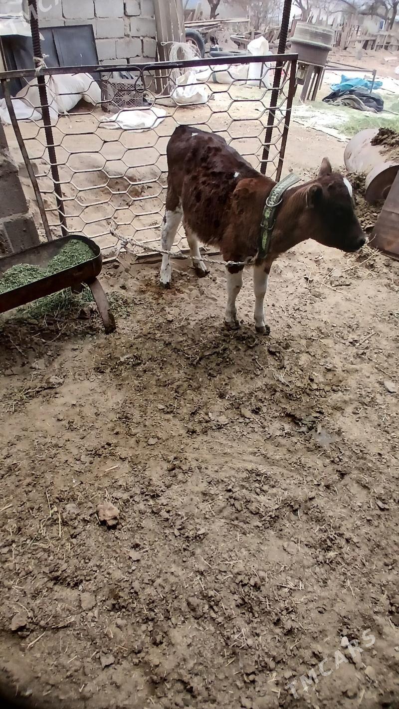 Göleli sygyr - Гёкдепе - img 9