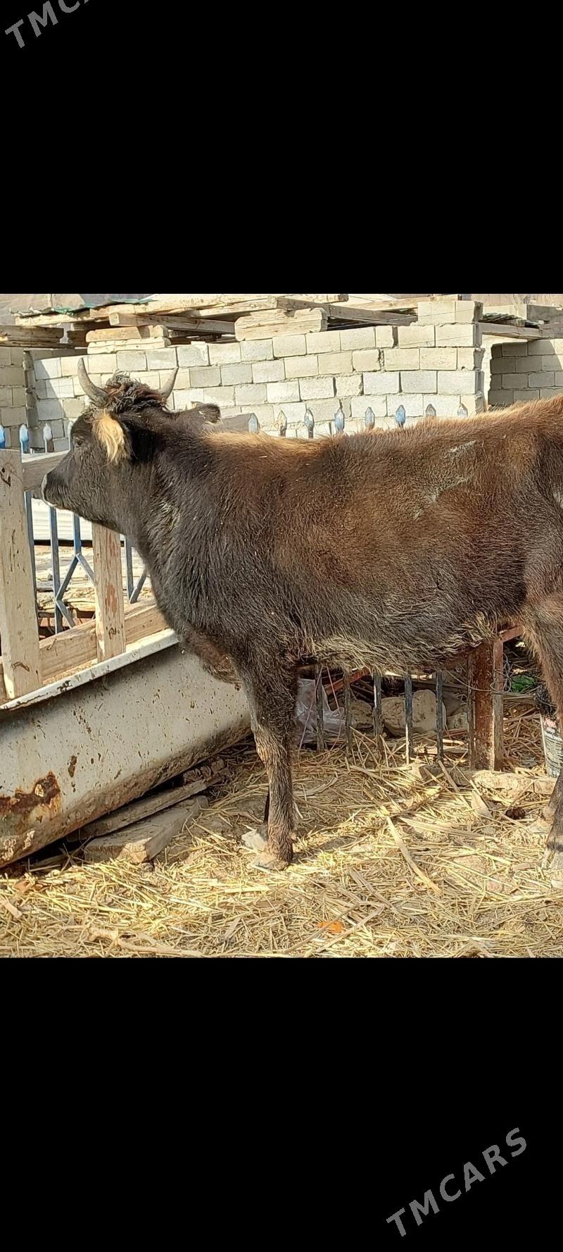 gysyr sygyr - Балканабат - img 2