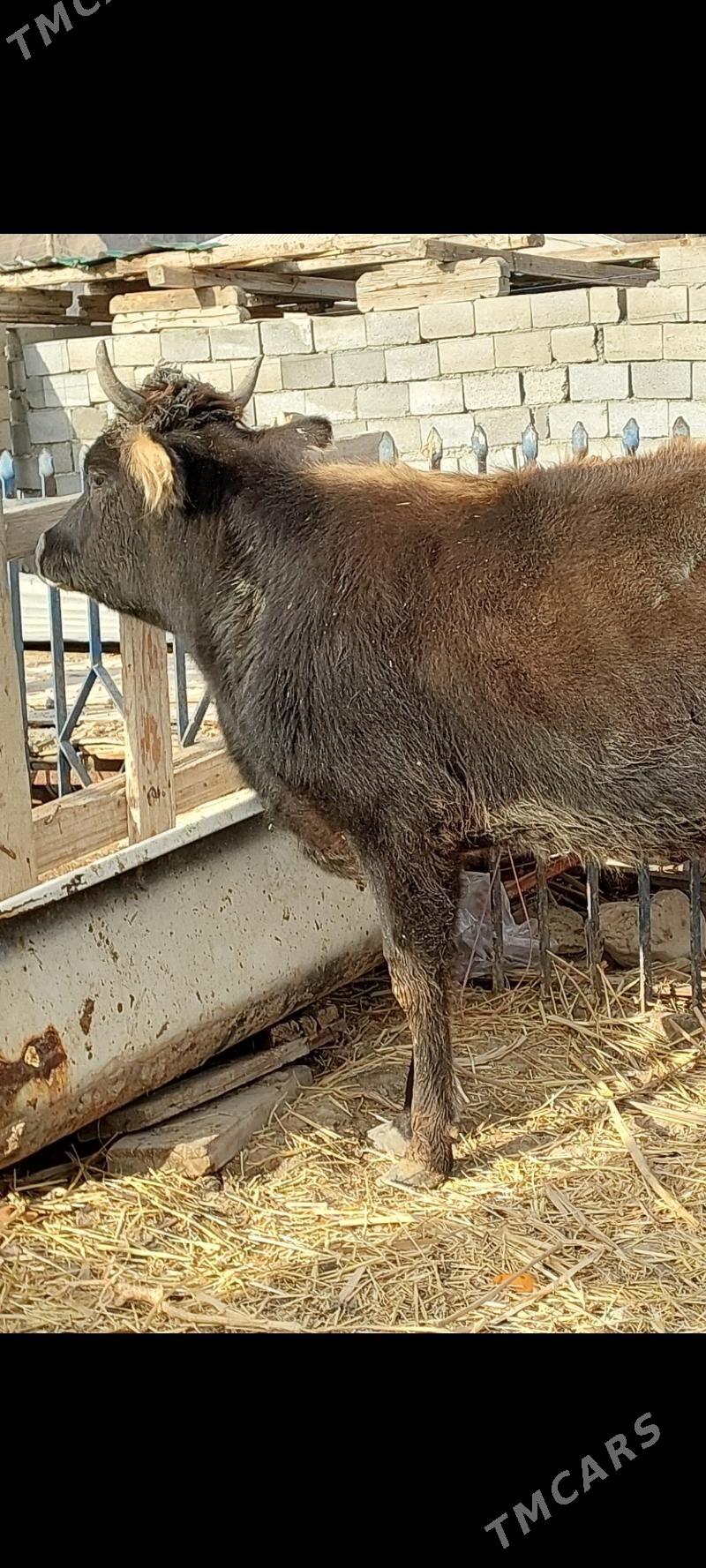 gysyr sygyr - Балканабат - img 3