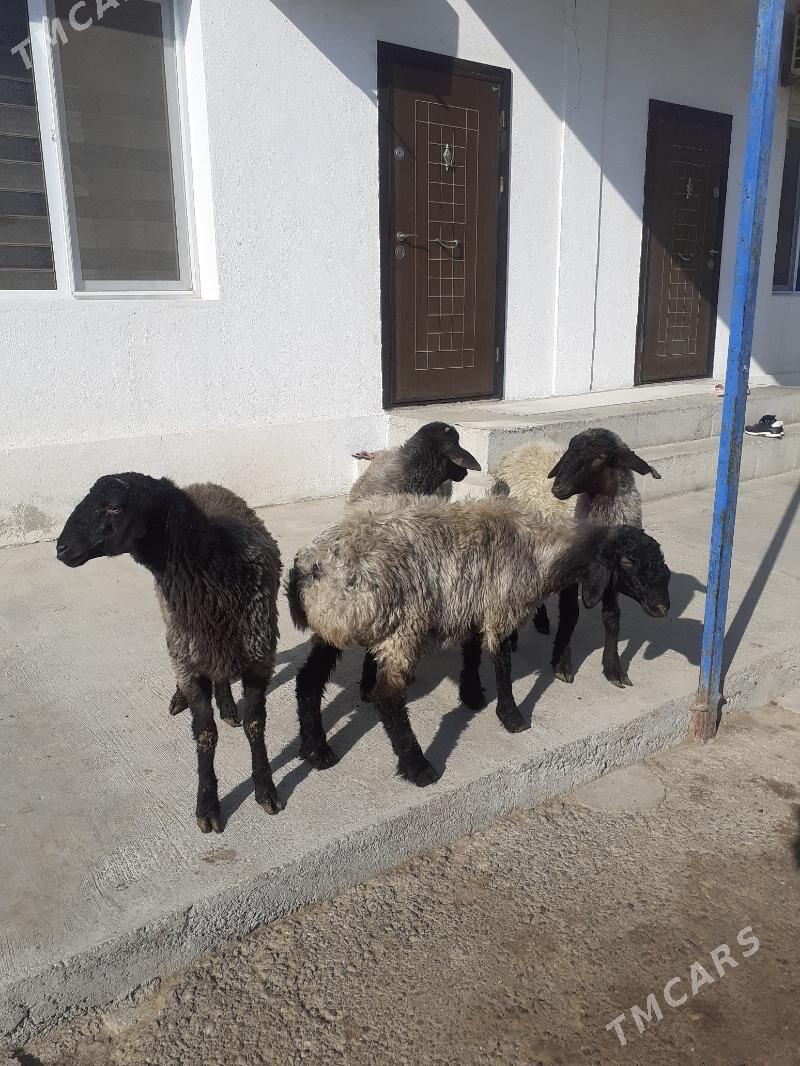 goyun - Ашхабад - img 2