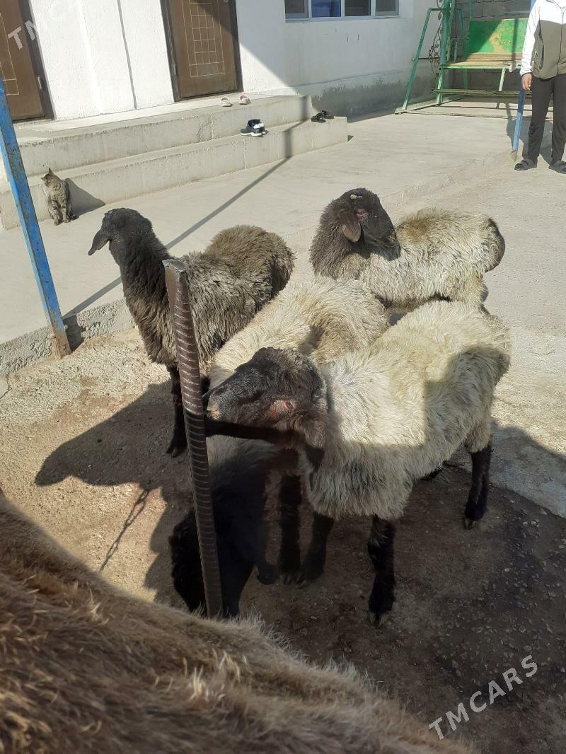 goyun - Ашхабад - img 3