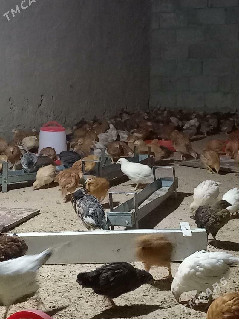 jūje - Gökdepe - img 2