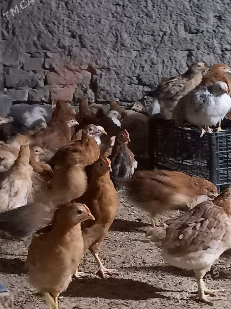 jūje - Gökdepe - img 3