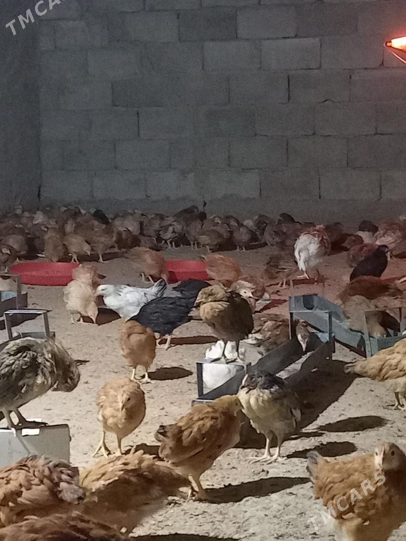 jūje - Gökdepe - img 4