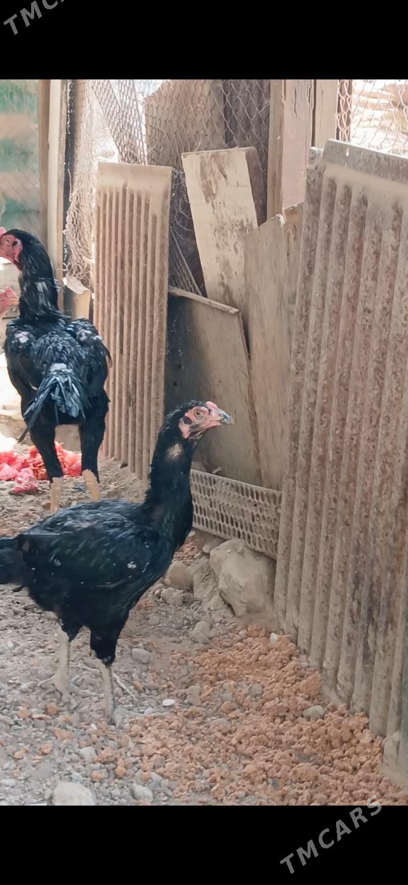 taskent - Aşgabat - img 4