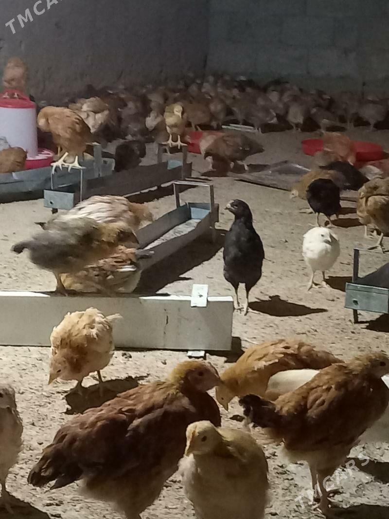 jūje - Gökdepe - img 5