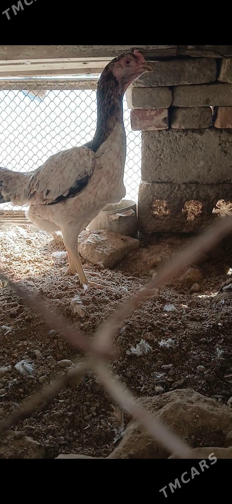 taskent - Aşgabat - img 5