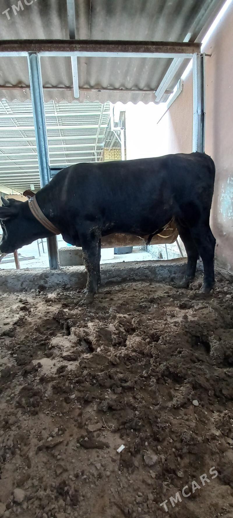 okuz - Aşgabat - img 3