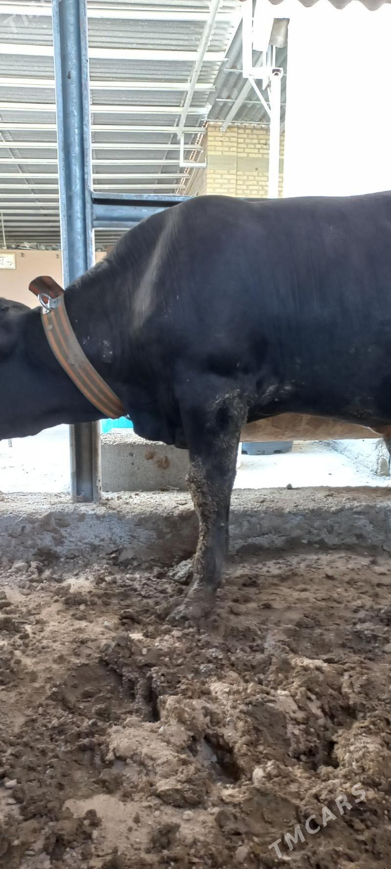 okuz - Aşgabat - img 2