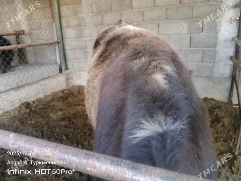 bicik okuz - Гёкдепе - img 3