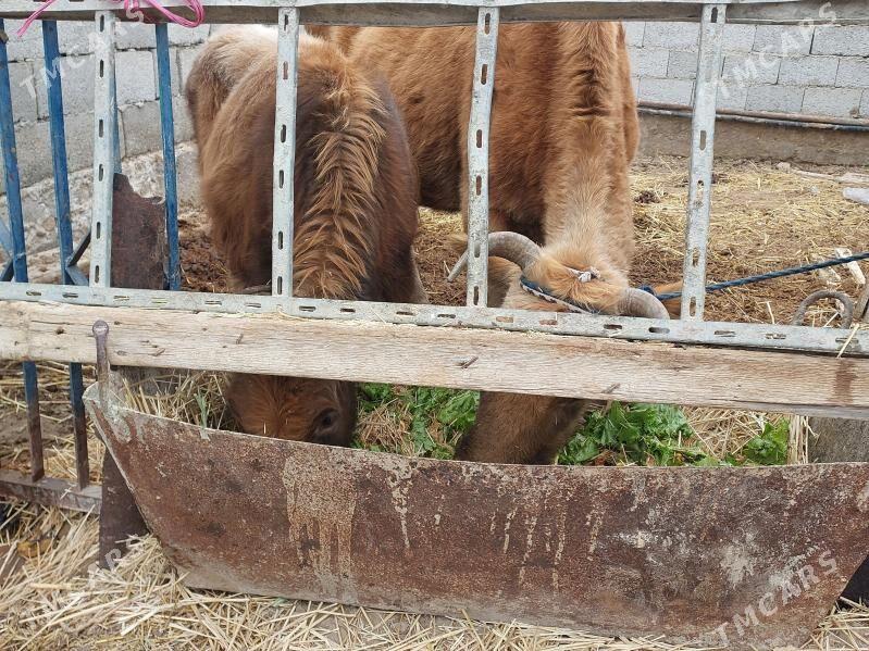 okuz - Балканабат - img 3