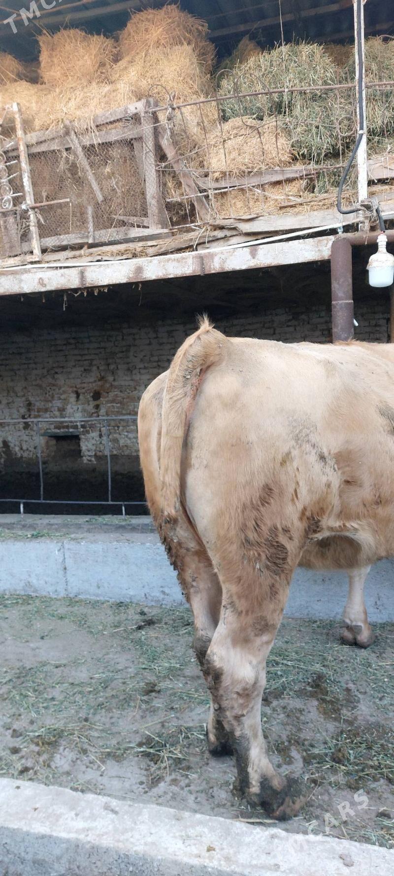 Süýtli sygyr - Чарджоу - img 3