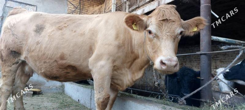 Süýtli sygyr - Чарджоу - img 7