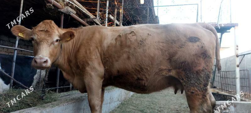 Süýtli sygyr - Чарджоу - img 1