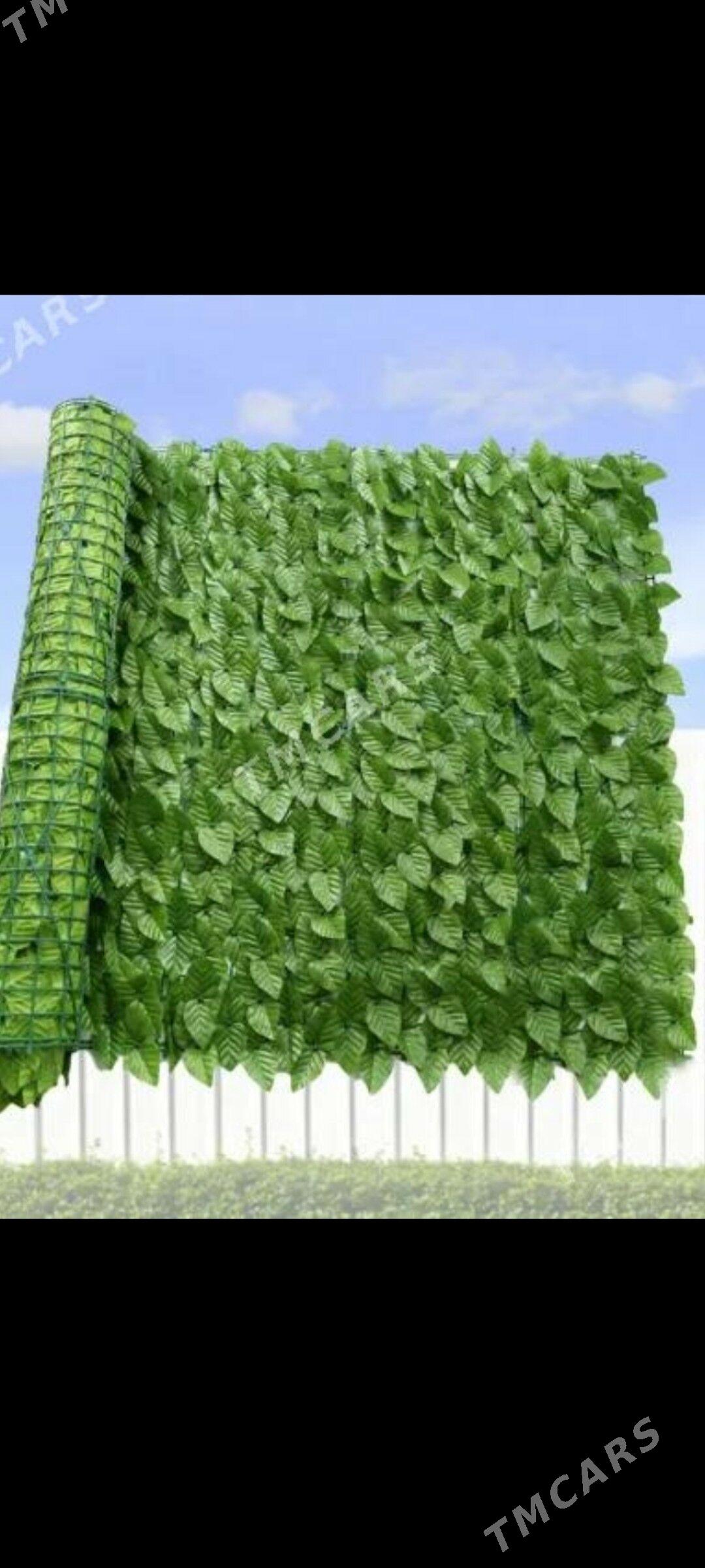 emeli otlar - Aşgabat - img 3