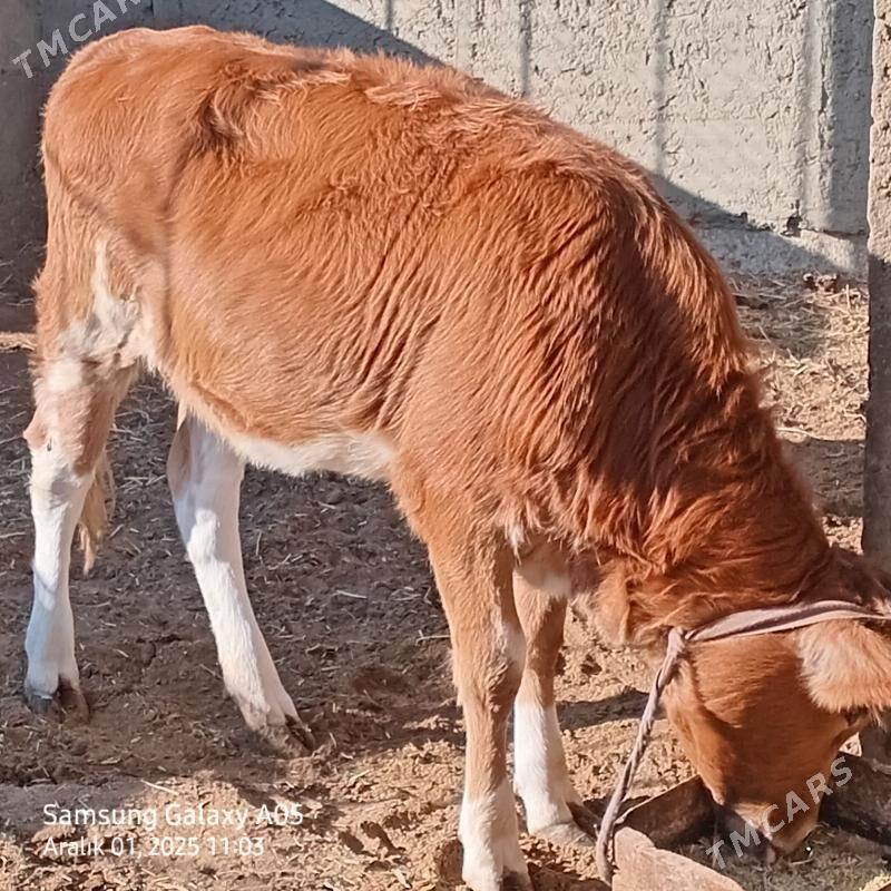 Ardana - Эсенгулы - img 2