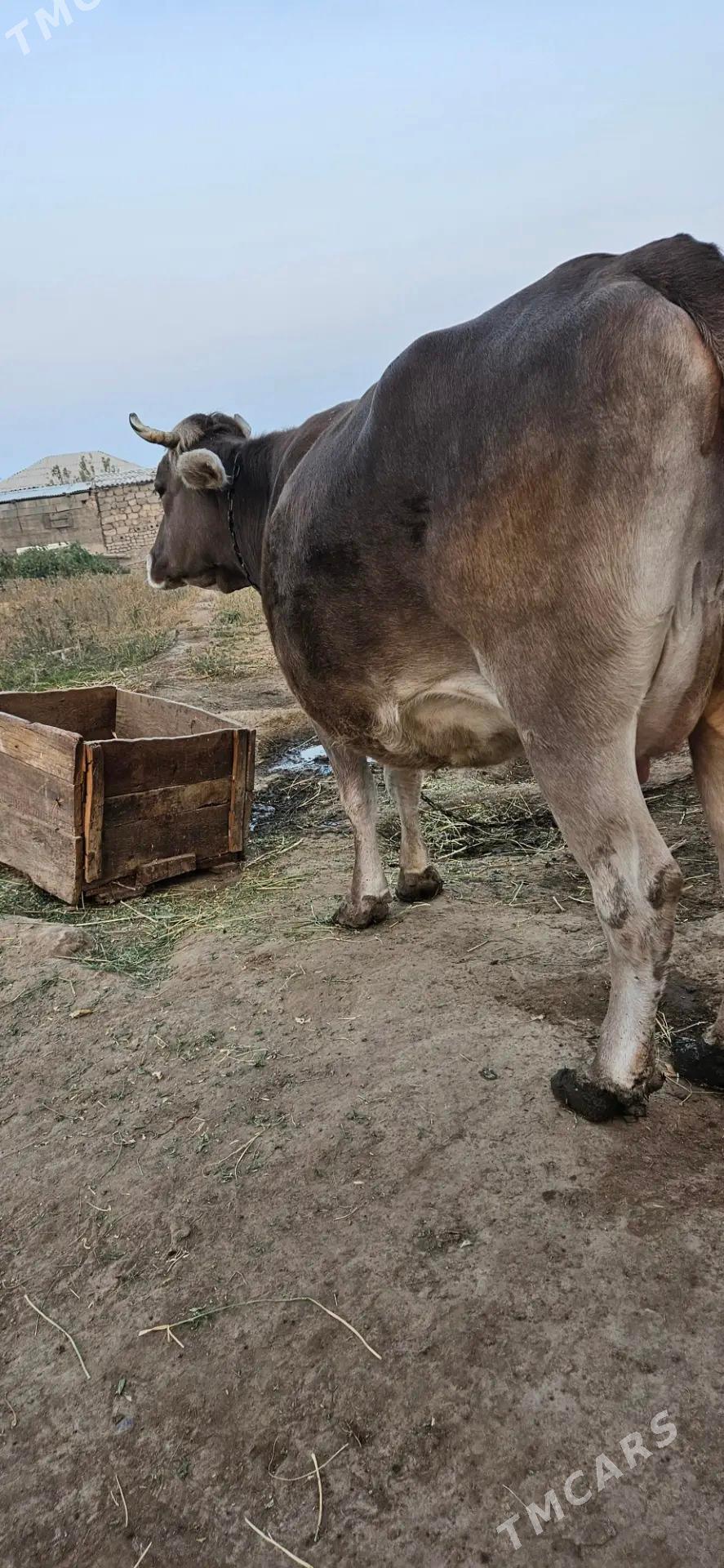 sygyr - Гёкдепе - img 2