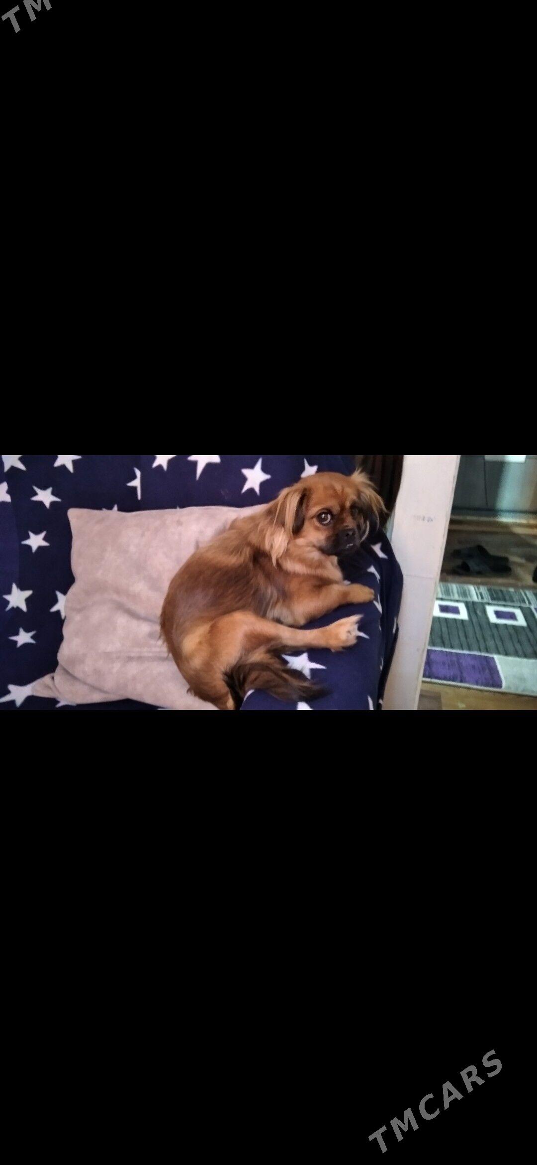 пекинес - Türkmenabat - img 5