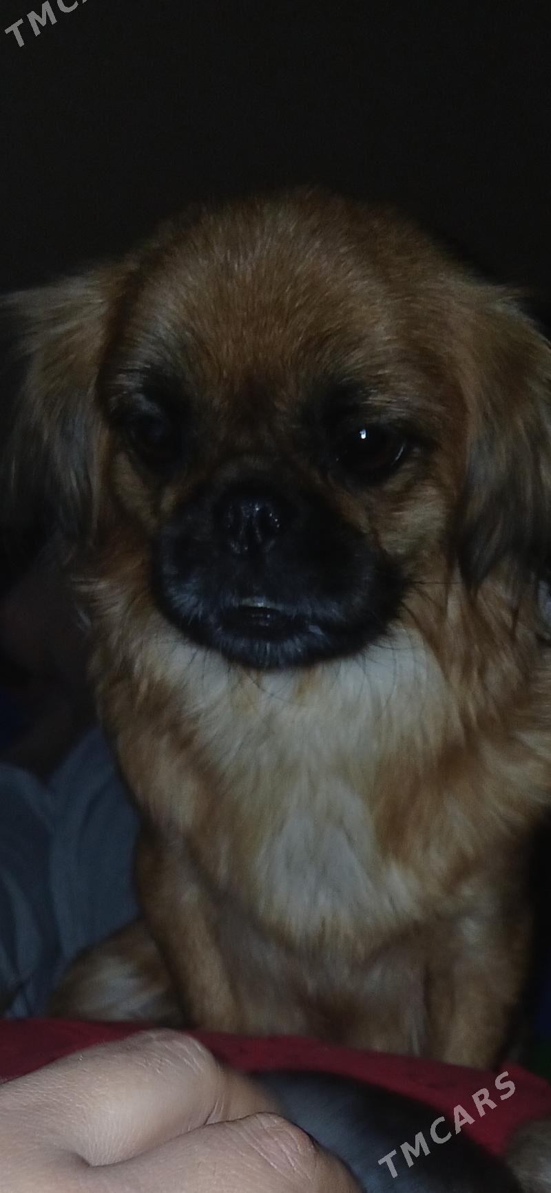 пекинес - Türkmenabat - img 10