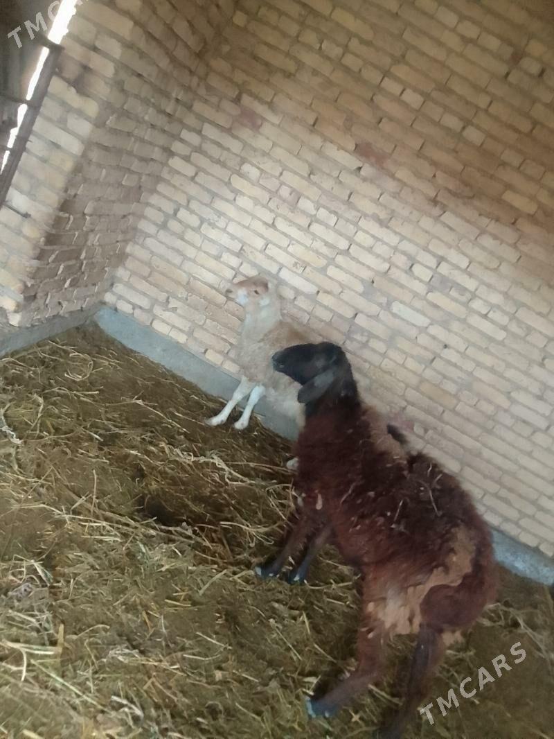 goyun - Чарджоу - img 7