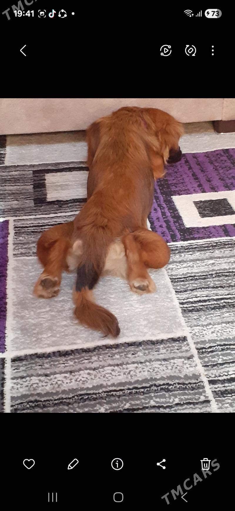 пекинес - Türkmenabat - img 2