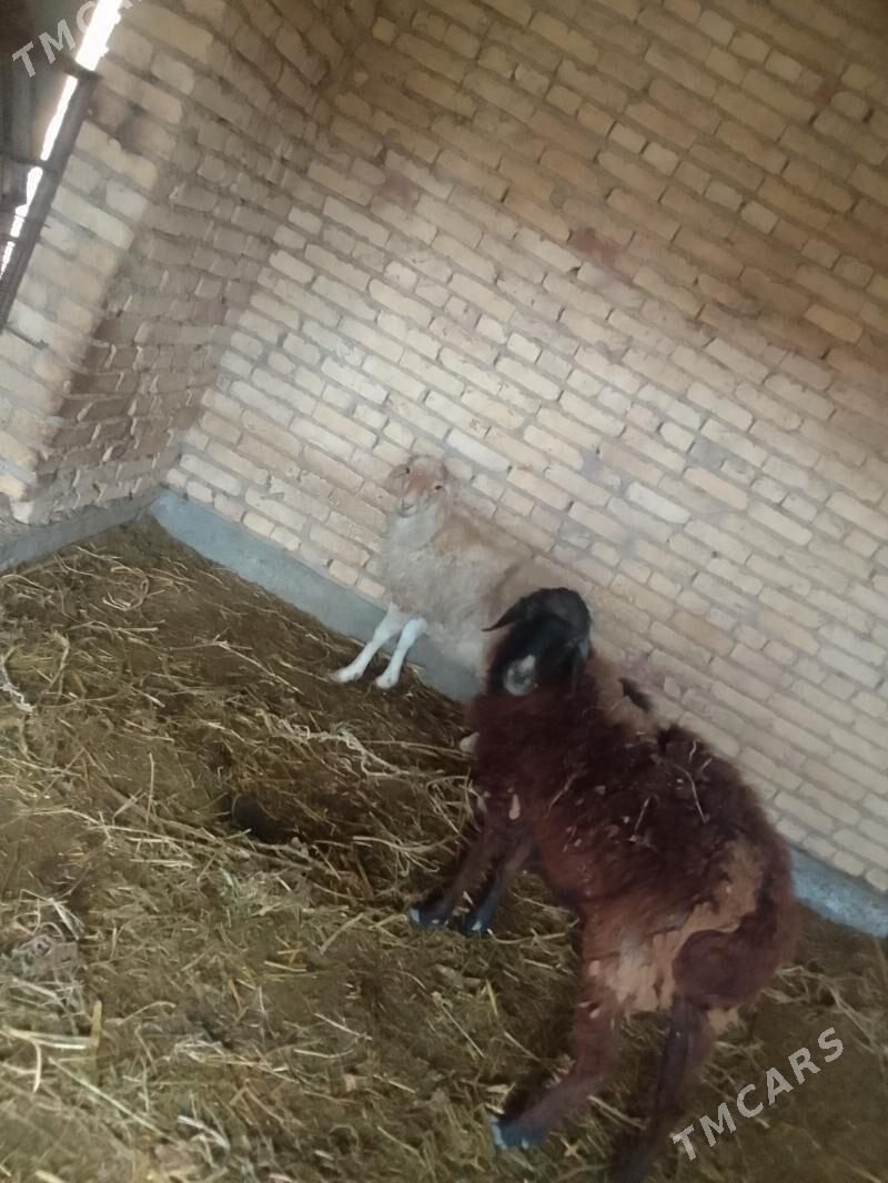 goyun - Чарджоу - img 6