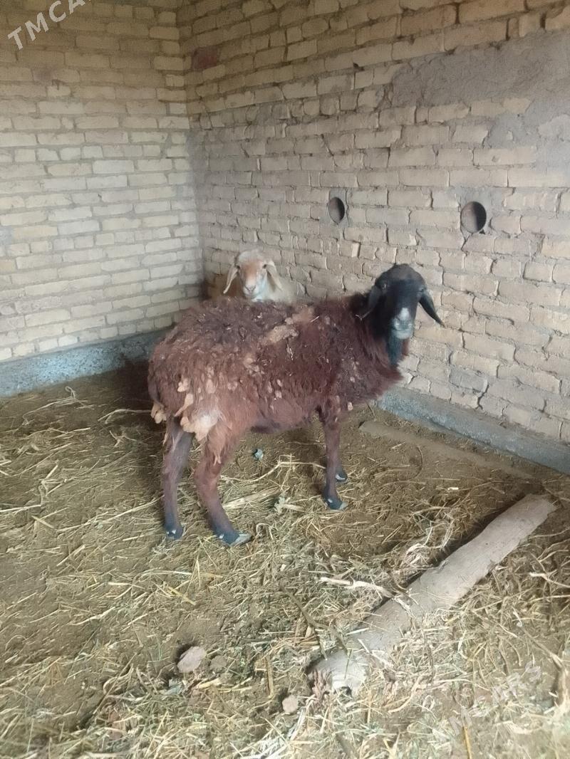 goyun - Чарджоу - img 2