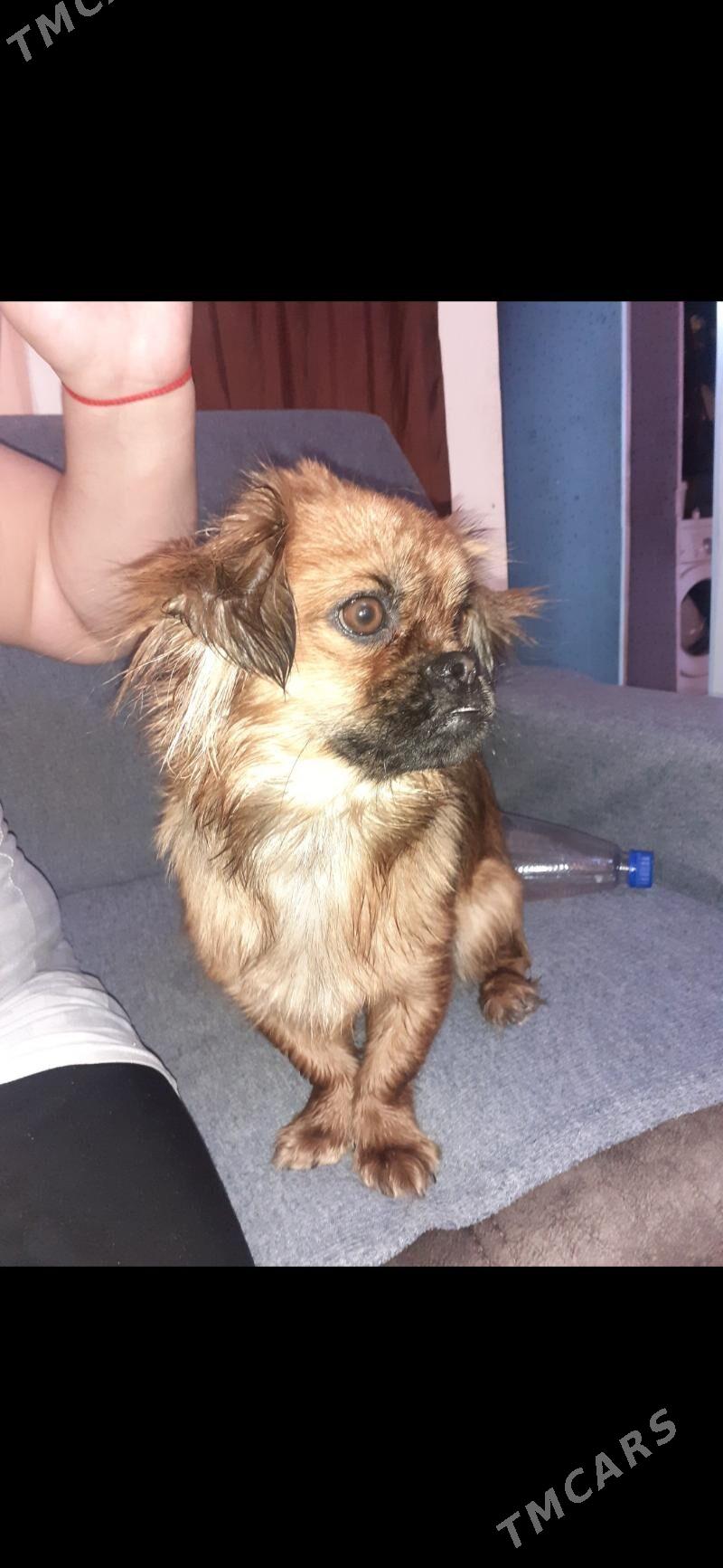 пекинес - Türkmenabat - img 4