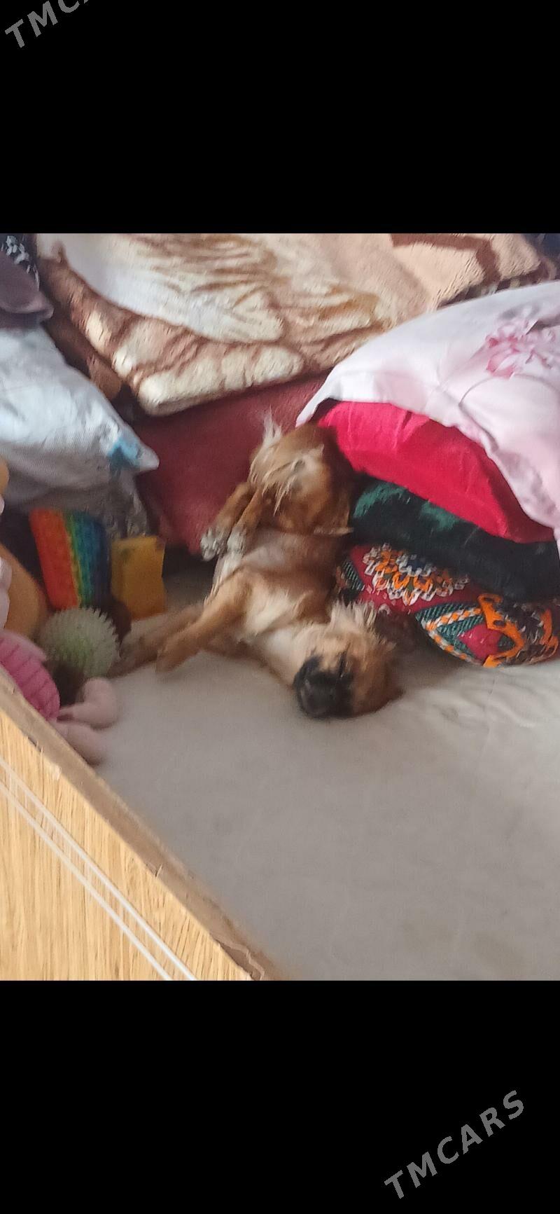 пекинес - Türkmenabat - img 7