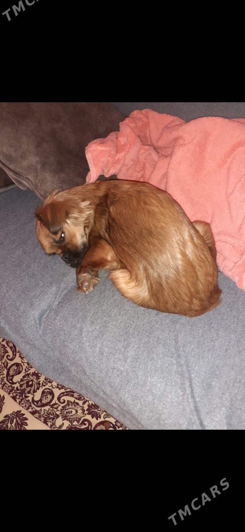 пекинес - Türkmenabat - img 3