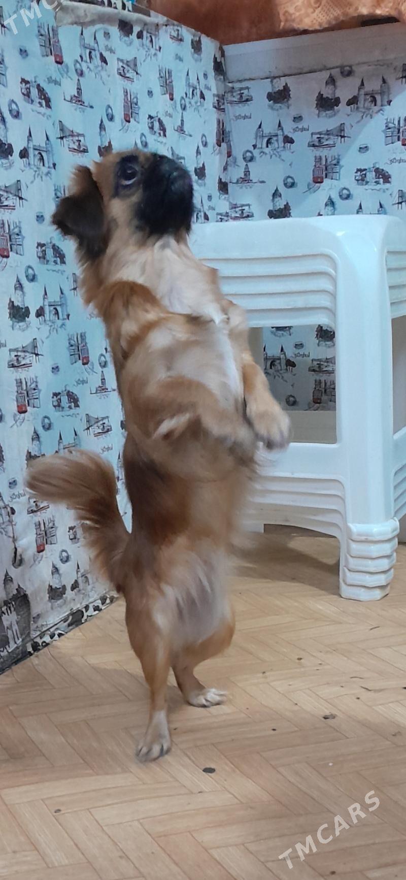 пекинес - Türkmenabat - img 8