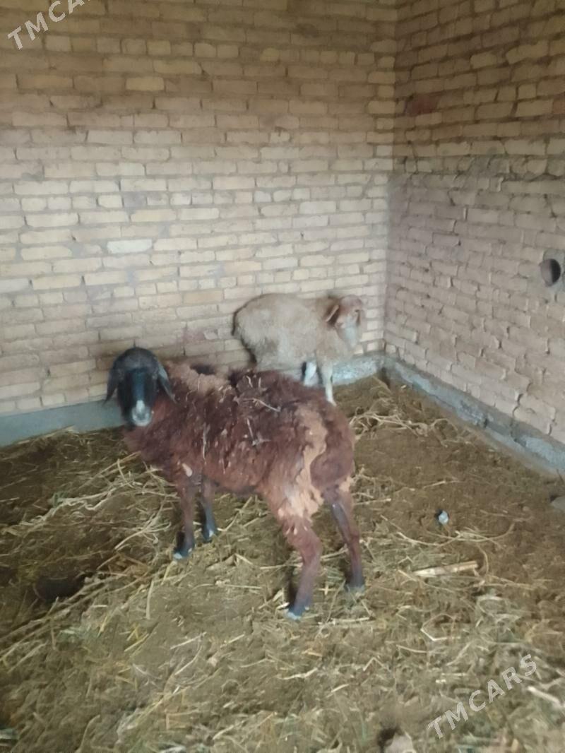 goyun - Чарджоу - img 4