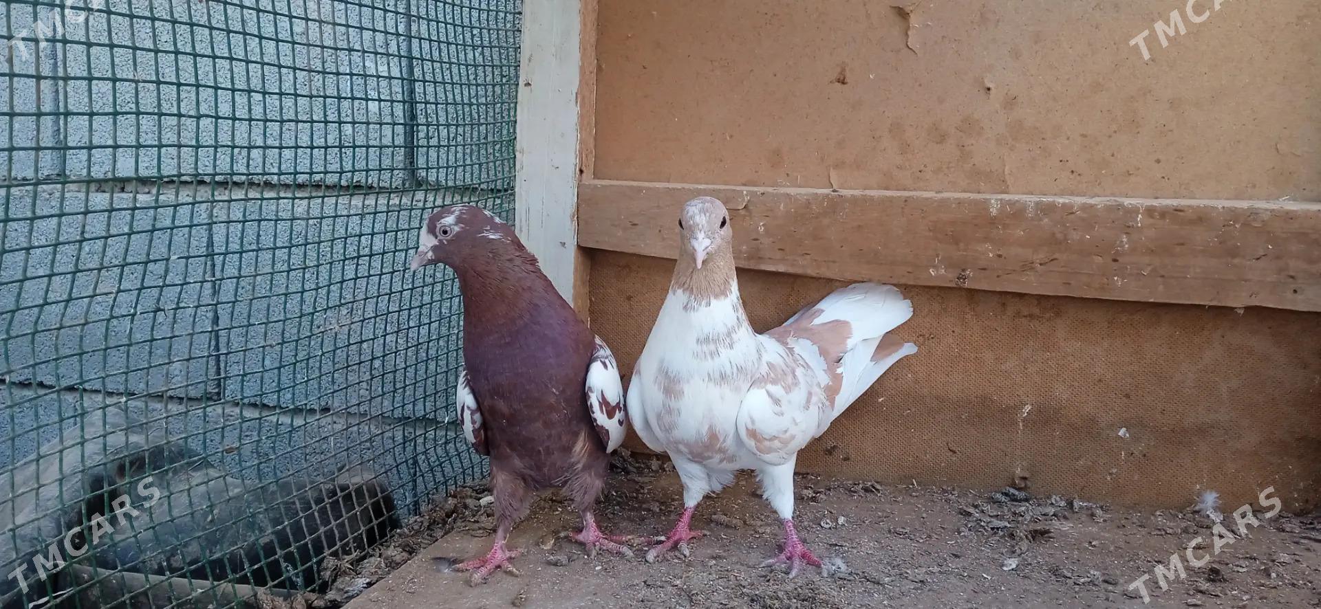 kepderi - Теджен - img 2