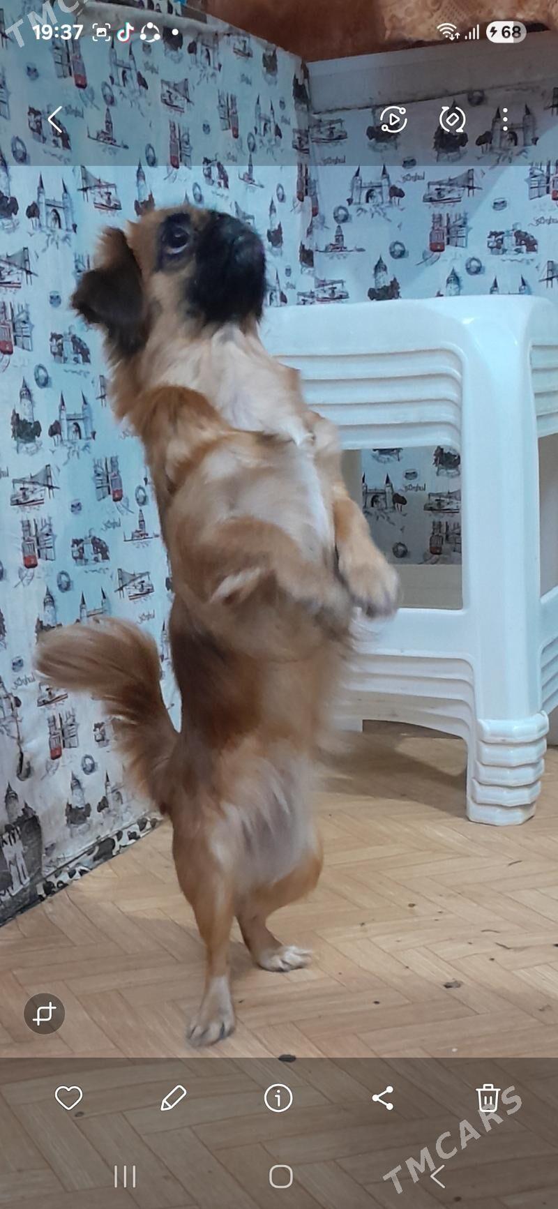 пекинес - Türkmenabat - img 9