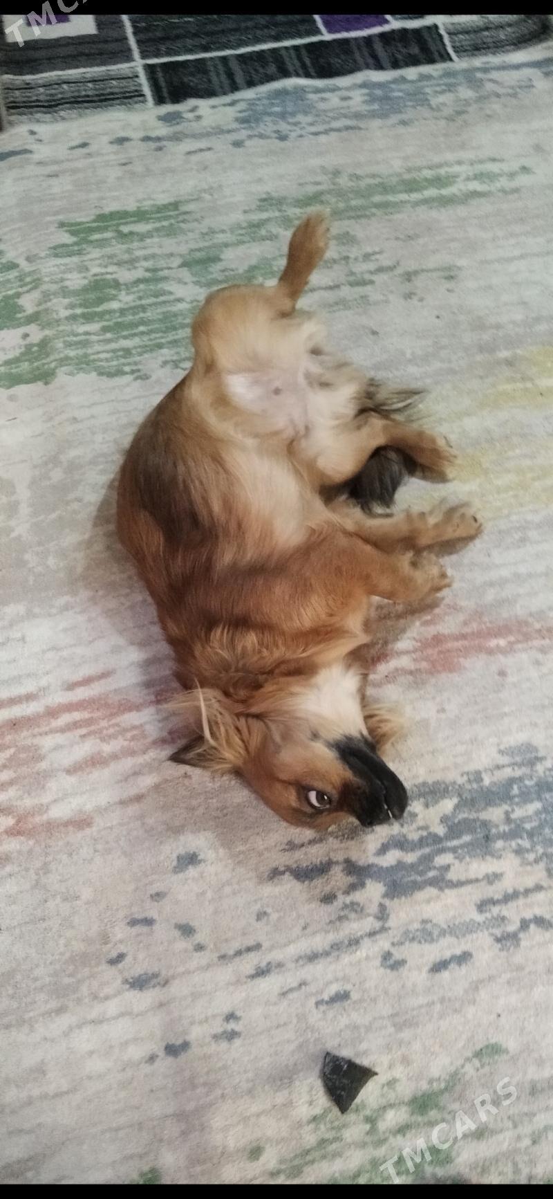 пекинес - Türkmenabat - img 6