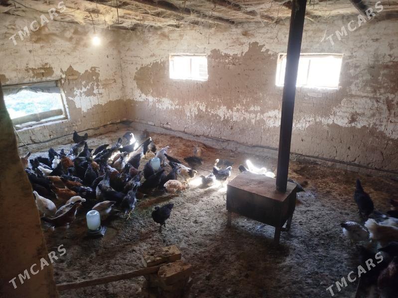 Towuk jüje - Baýramaly - img 7