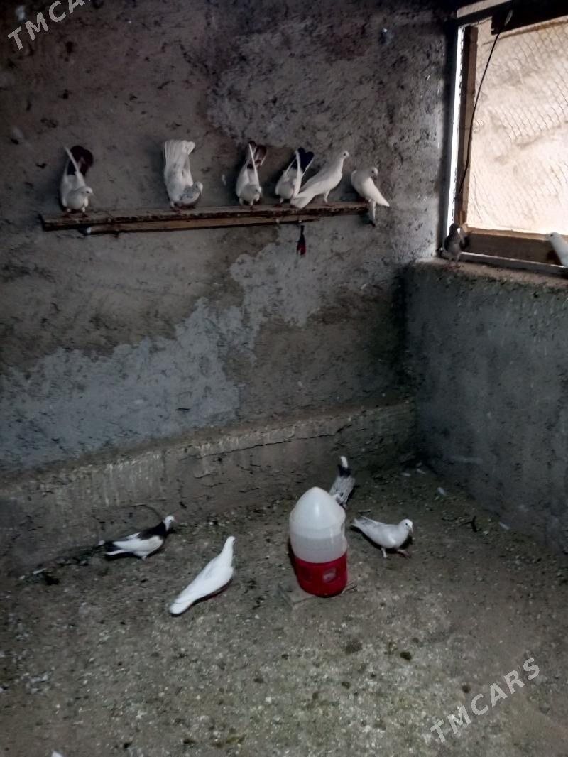 kepderi - Jebel - img 2