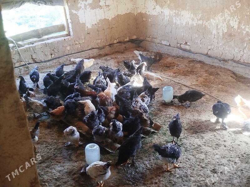 Towuk jüje - Baýramaly - img 4