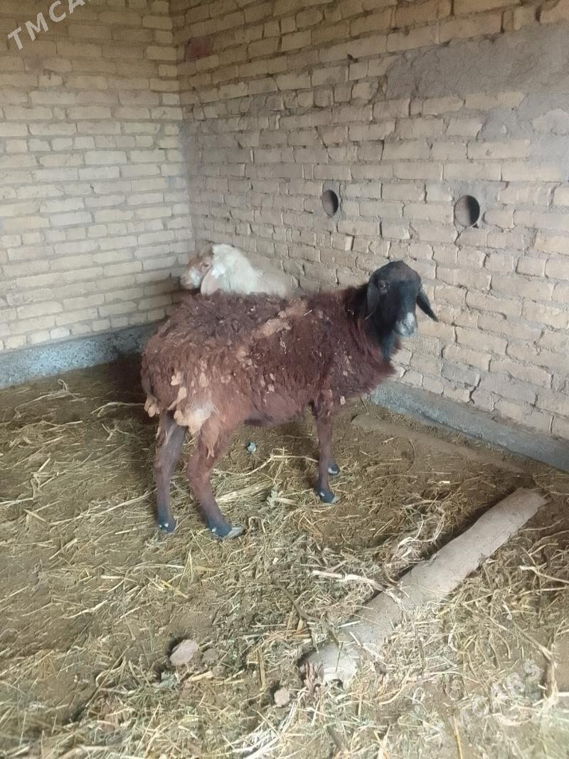 Goyun - Чарджоу - img 3